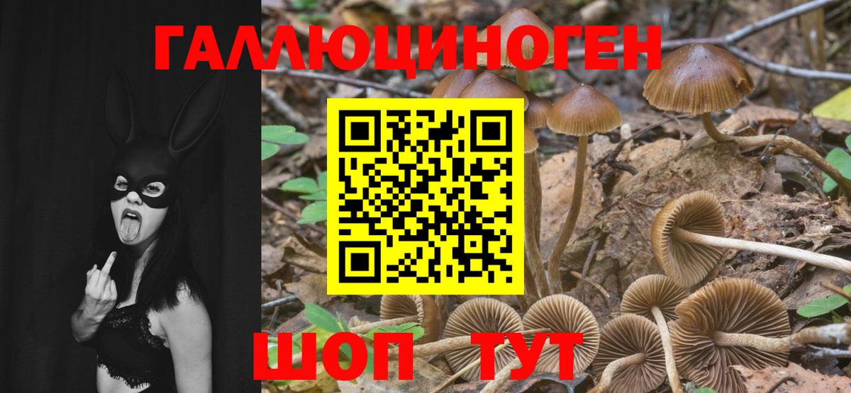Галлюциногенные грибы Psilocybine cubensis  Вход с VPN  Приморско-Ахтарск 